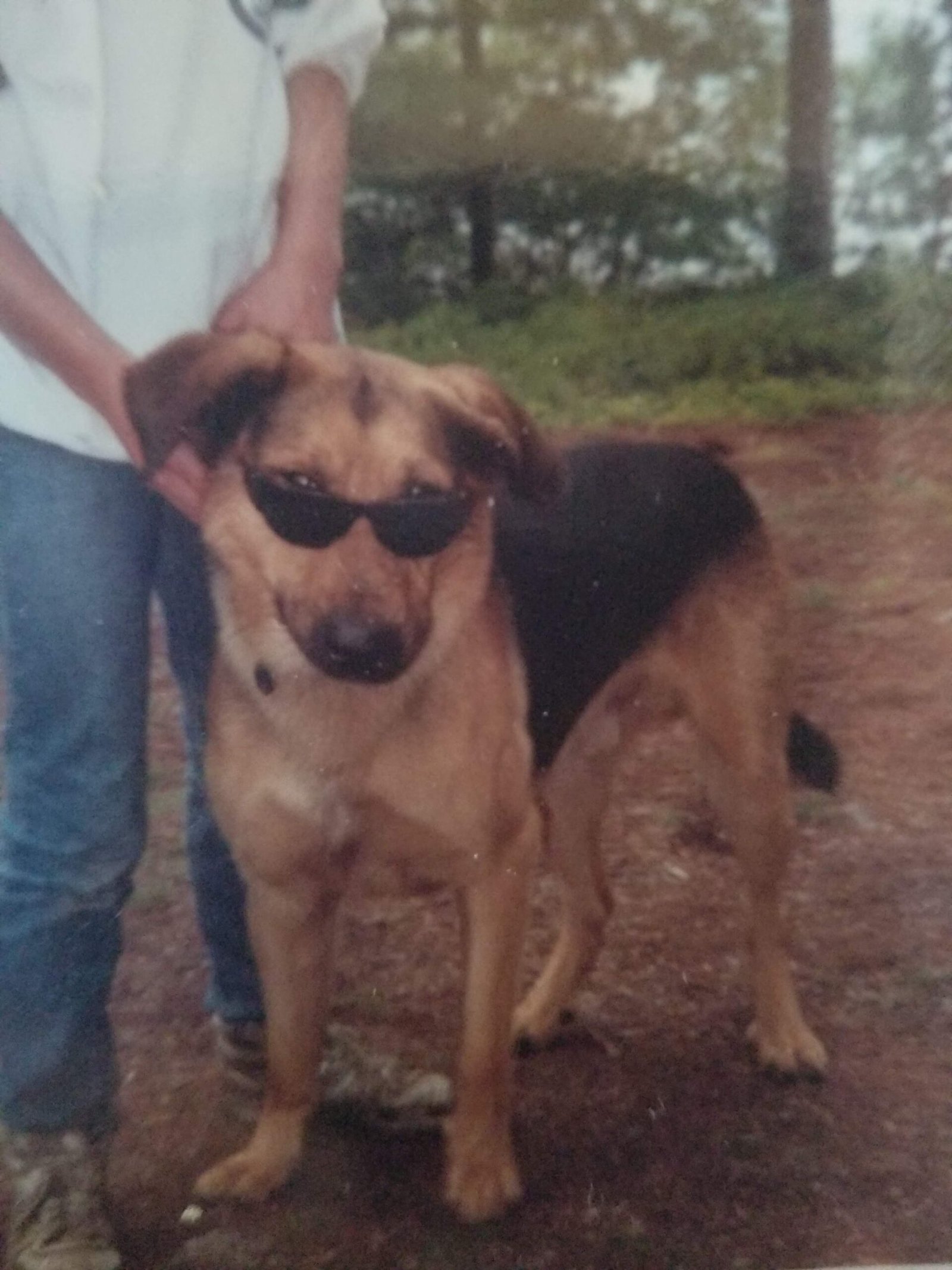 A sherpherd mix dog is pictured with sunglasses, showing he was one very cool dog